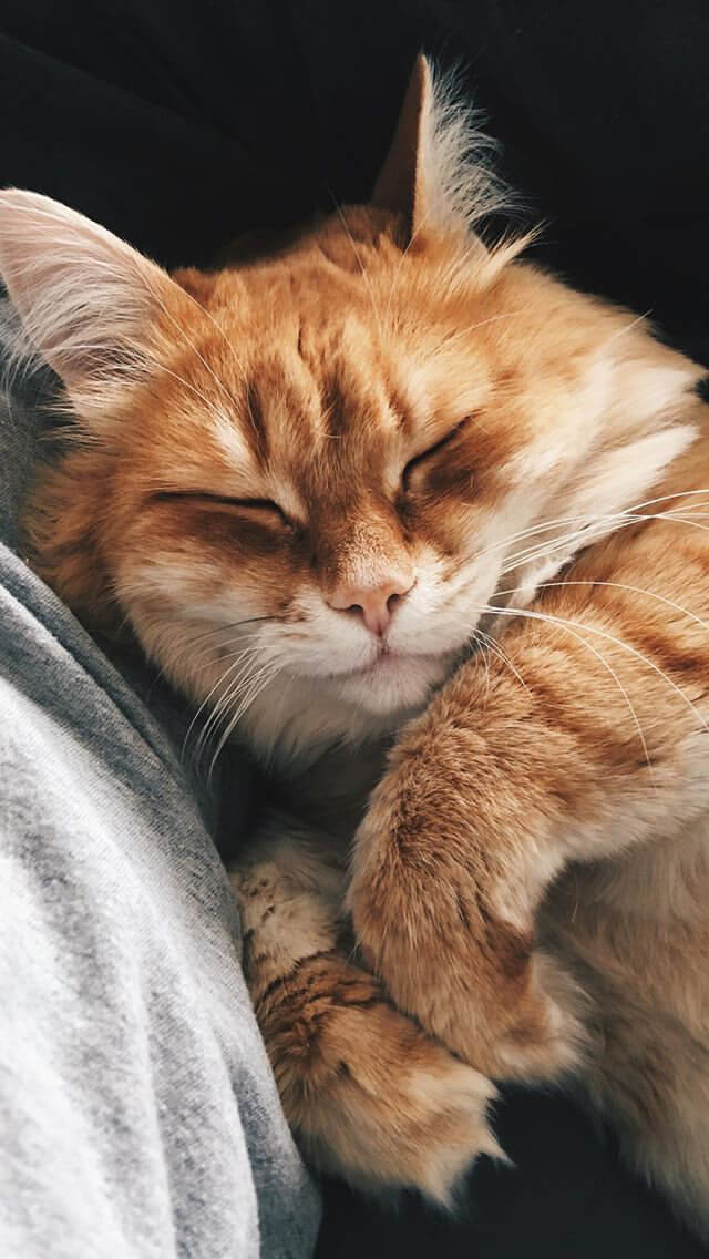 Довольный и спящий кот