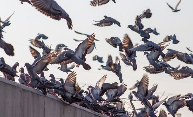 В Праге построят муниципальную голубятню, чтобы защитить улицы от помета