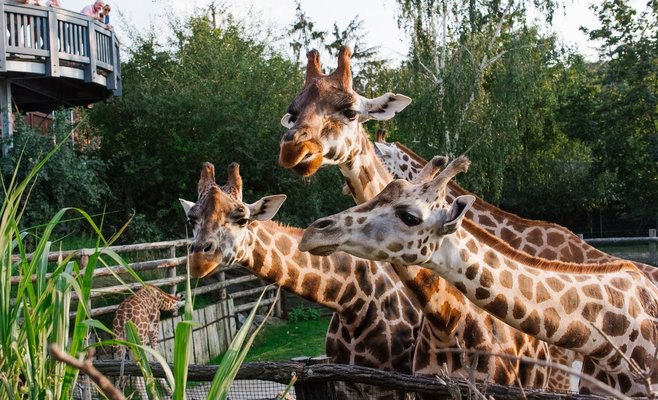 Чешские зоопарки могут сократить количество животных, им не хватает денег на содержание