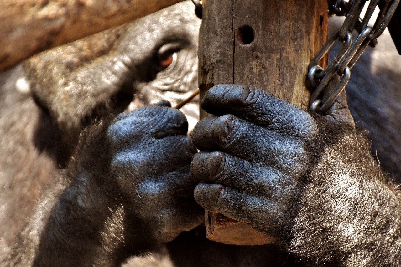 В Пражском зоопарке умерла горилла Бикира